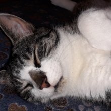 die-Wollkatze Avatar