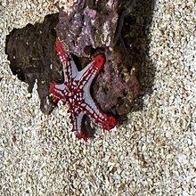 regina-hintringer Avatar