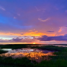 lynette-reeves Avatar