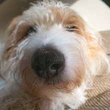 andrea-herbertz Avatar