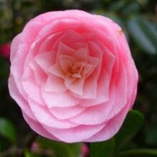 Susa-al-Riban Avatar