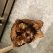 franziska-poschlod Avatar