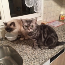 dora-wyss-jenny Avatar