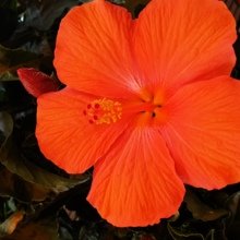 wilma-duerkop Avatar