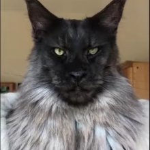 sonja-erdogan Avatar