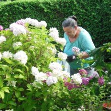 ehrentraud-steiner Avatar