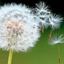 jadwiga-szerejko Avatar