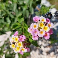 tanja-roeschmann Avatar