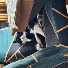 Ingrid-Wittig Avatar