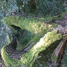 dagmar-pallaske Avatar