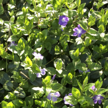 waltraud-fessler Avatar