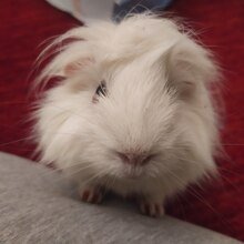 monika-novotny Avatar