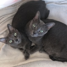 Annette-von-Brixen Avatar