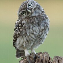 Alva-Ehrenfried Avatar