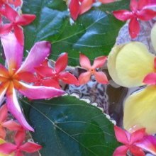 stella-patsia Avatar