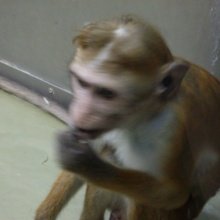 brigitte-schulz4 Avatar