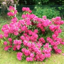 margit-altenbuchner Avatar