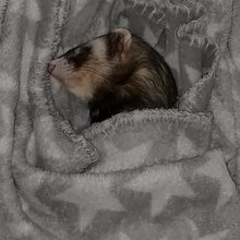 uschi-mueller3 Avatar