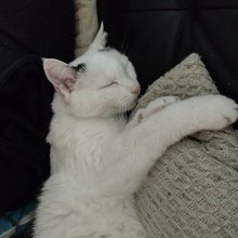 meer-Schweine Avatar