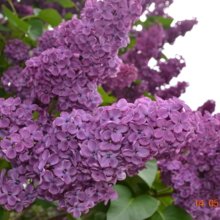 karin-stolier Avatar