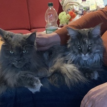 silvia-vonprondzinski Avatar