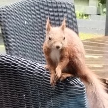 Renatehoffmann Avatar