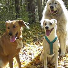 roswitha-dehu Avatar