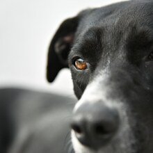 Naddo Avatar