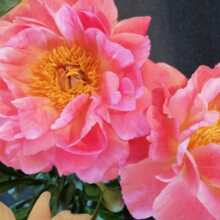 beatrice-caprani Avatar