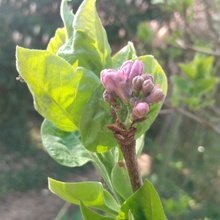 edith-dingeldein Avatar