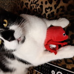 veronika-andratschke