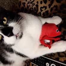 veronika-andratschke Avatar