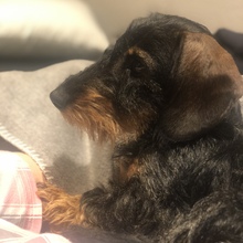 barbara-vanderbie Avatar