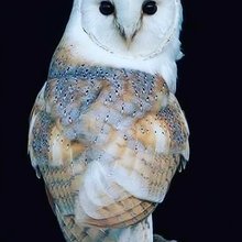 annette-connolly Avatar