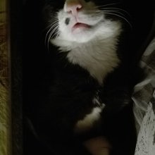 silvia-schedlbauer Avatar