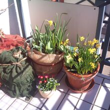 carola-kraemer Avatar