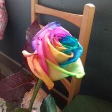 manuela-kunz1 Avatar