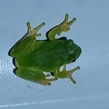 karla-marzejek Avatar