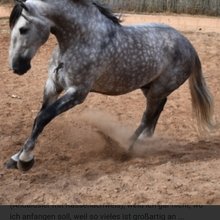 heike-pfoertner1 Avatar