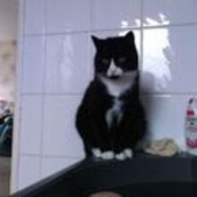 gabriele-rosenbaum Avatar