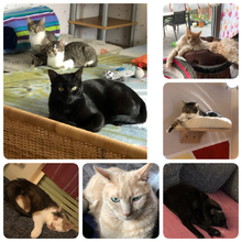 roswitha-kissel Avatar