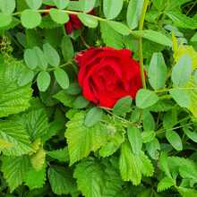 annette-bienz-frey Avatar