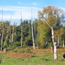 bettina-traxel Avatar