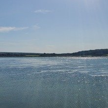 MusicalLottie Avatar