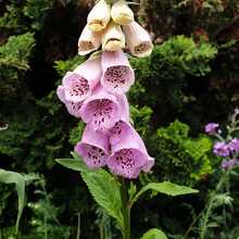 kornelia-amann Avatar