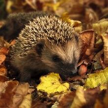 lydia-aschwanden-arnold Avatar