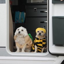 manuela-kornder1 Avatar