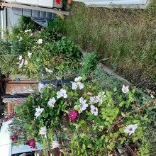 petra-glagla-lange Avatar