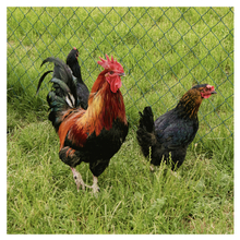 marlies-bodes Avatar