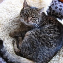 henriette-stoll Avatar